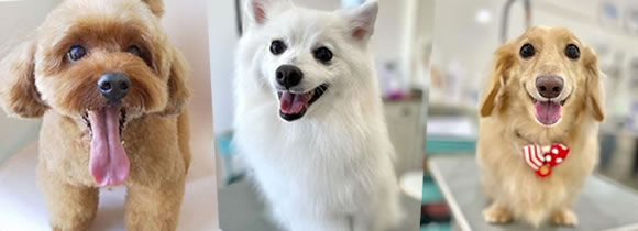 当サロンにきてくれたワンちゃん達をご紹介