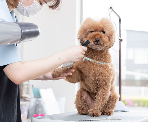 トリミングや料金について