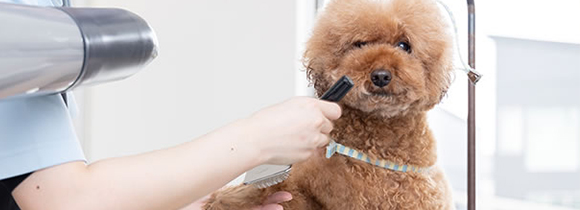 トリミングや料金について