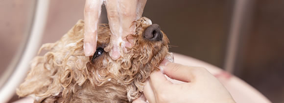 シャンプーコース