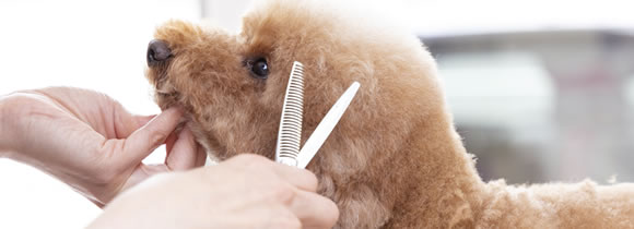 シャンプーコース